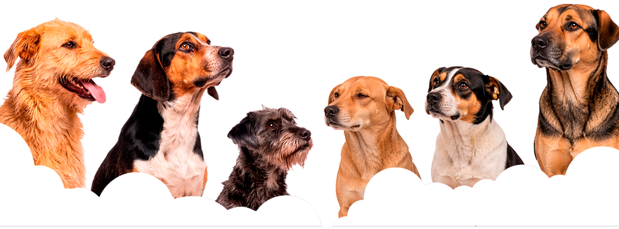 Perros rescatados por la Fundación Salva a un Amigo